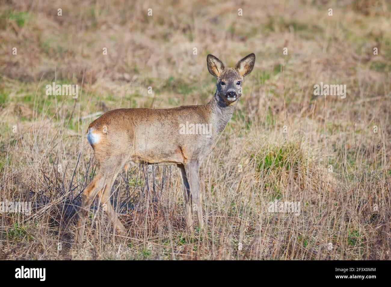 Un giovane cervo che si inaspriva direttamente alla telecamera Foto Stock