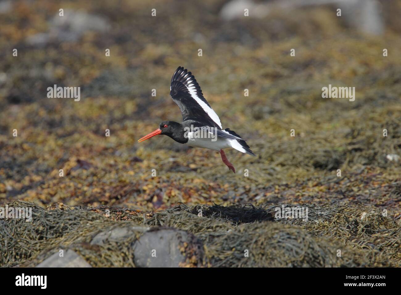 Oystercatcher - in volo sopra la costa coperta di alghe rcocky a. Basso stideHaematopus ostralegus Burray Orkney BI020122 Foto Stock
