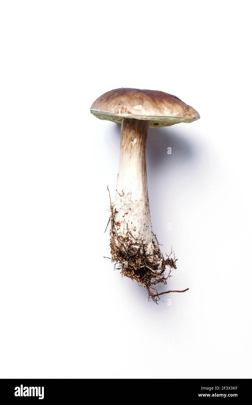 Fungo Boletus edulis isolato su sfondo bianco. Spazio di copia. Vista dall'alto. Cibo biologico di foresta, fresco commestibile raccolto funghi Porcini. Vendemmia autunnale Foto Stock