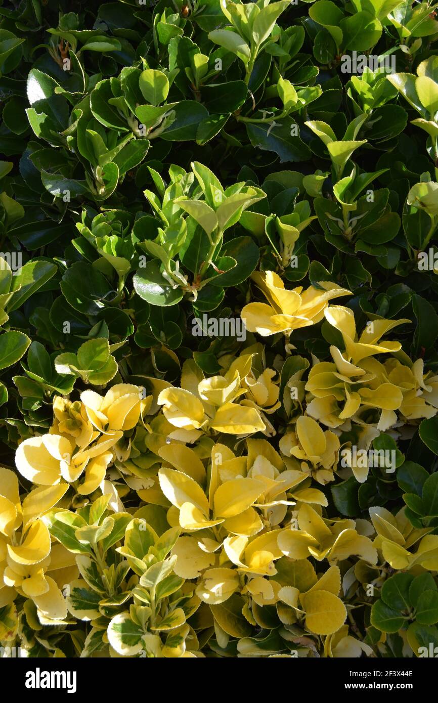 Nuova crescita del privato Foto Stock