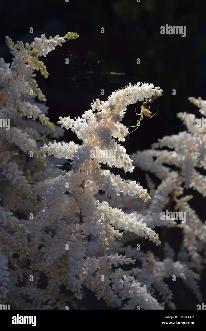 Pallido Spider su Pale Flower Foto Stock