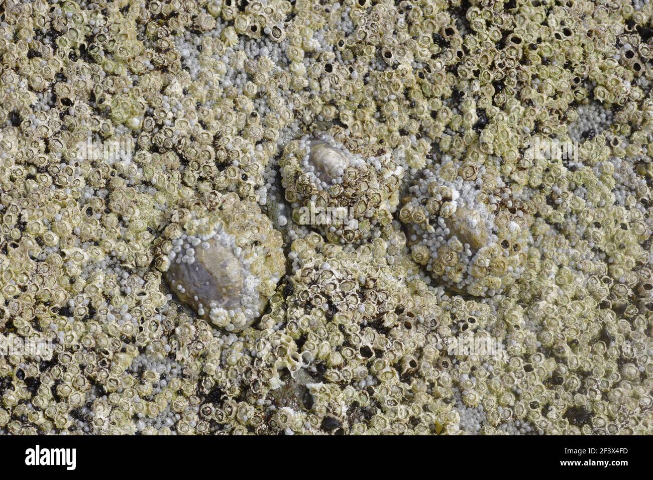 Acorn Barnacles e Limpet comune esposti a basso tideSemibalanus balanoides & Patella vulgata Brough Head Orkney Mainland IN000921 Foto Stock