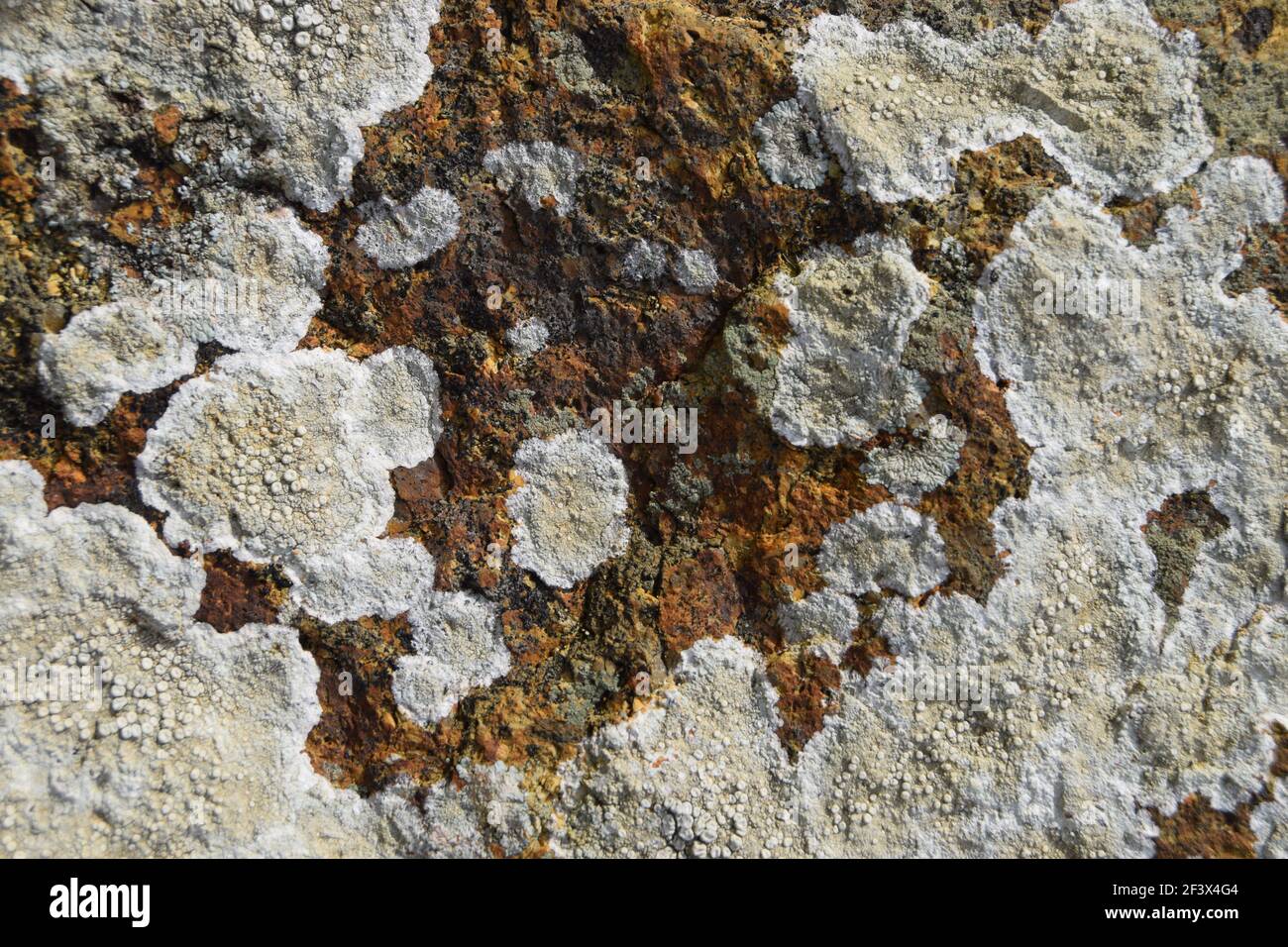 Lichen pallido su roccia Foto Stock