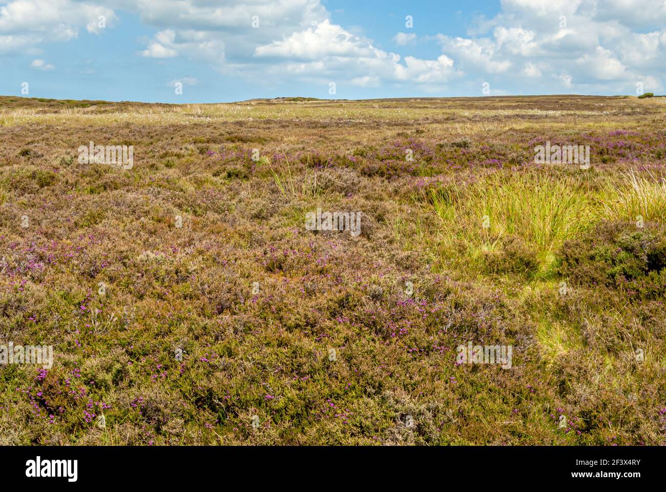 Paesaggio panoramico di brughiera a North York Moors o North Yorkshire Moors nel North Yorkshire, Inghilterra Foto Stock