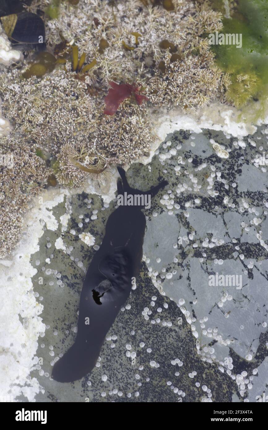 Black Sea Slug in rock poolugh Head Orkney Mainland IN000927 Foto Stock