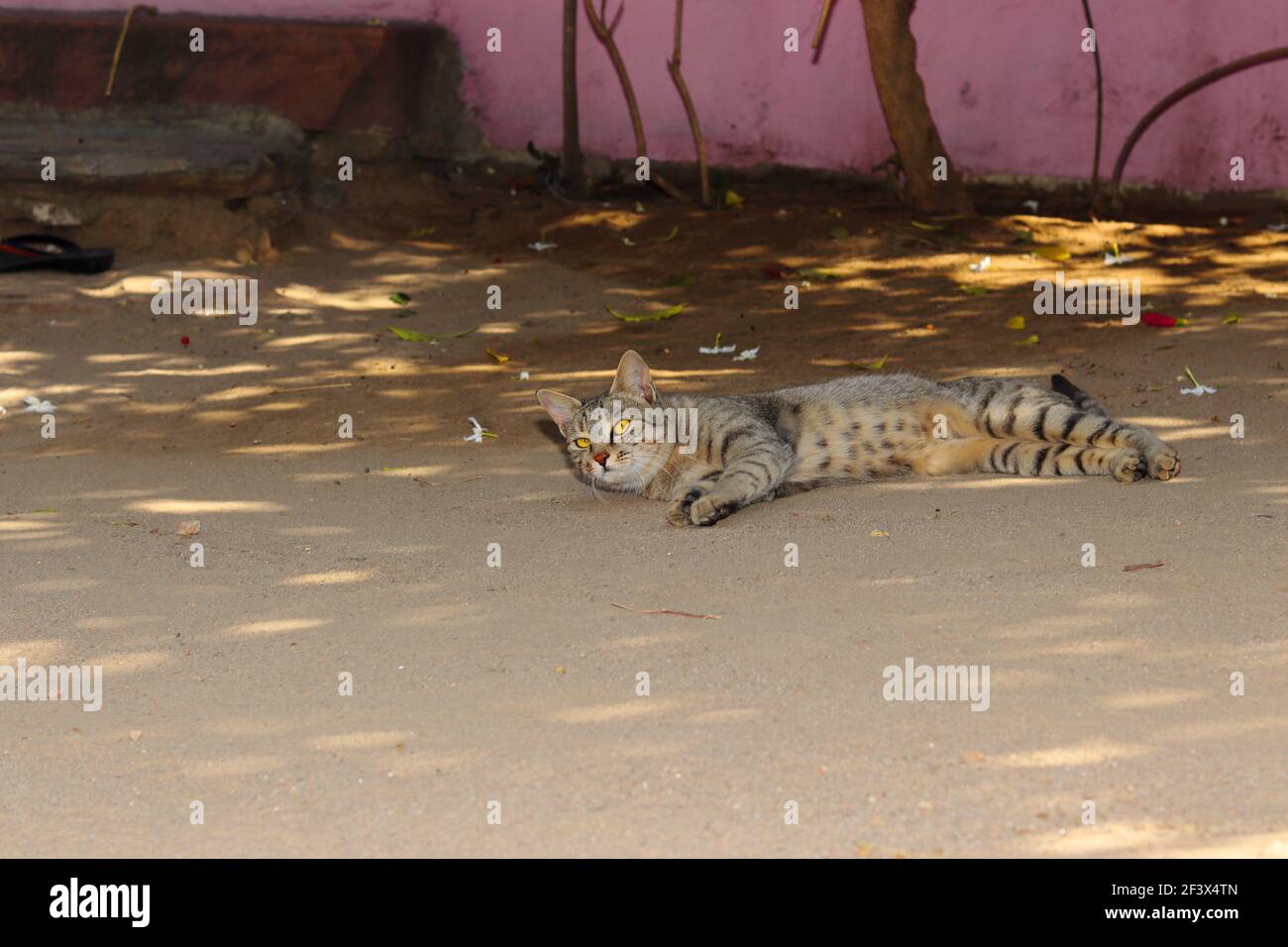 Primo piano di un gatto che giace nel cortile, india Foto Stock