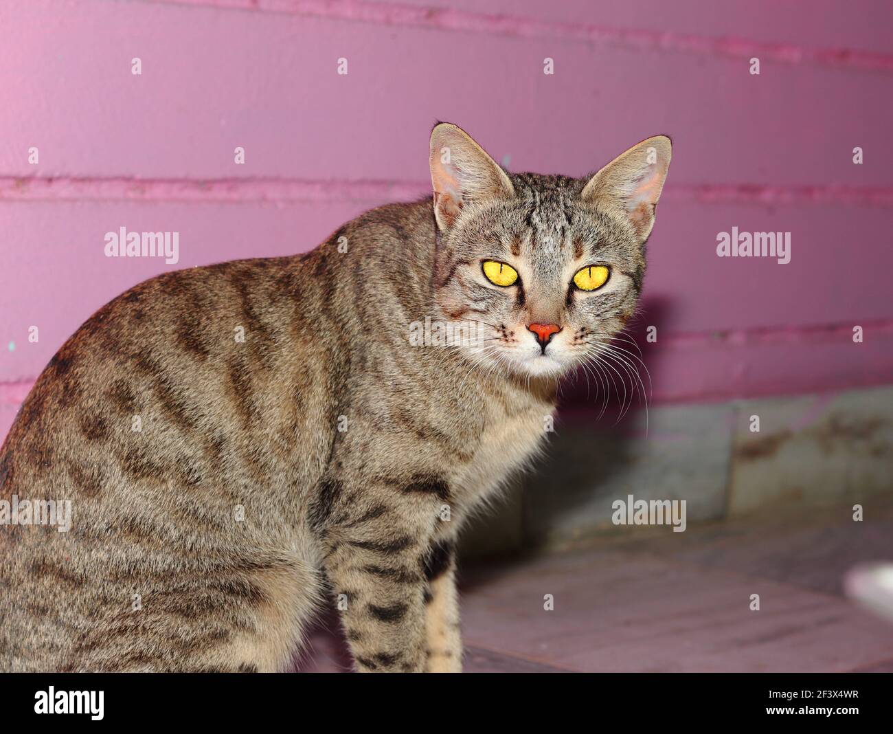 Primo piano Fotografia ritratto di un bellissimo gatto che guarda la fotocamera, india Foto Stock