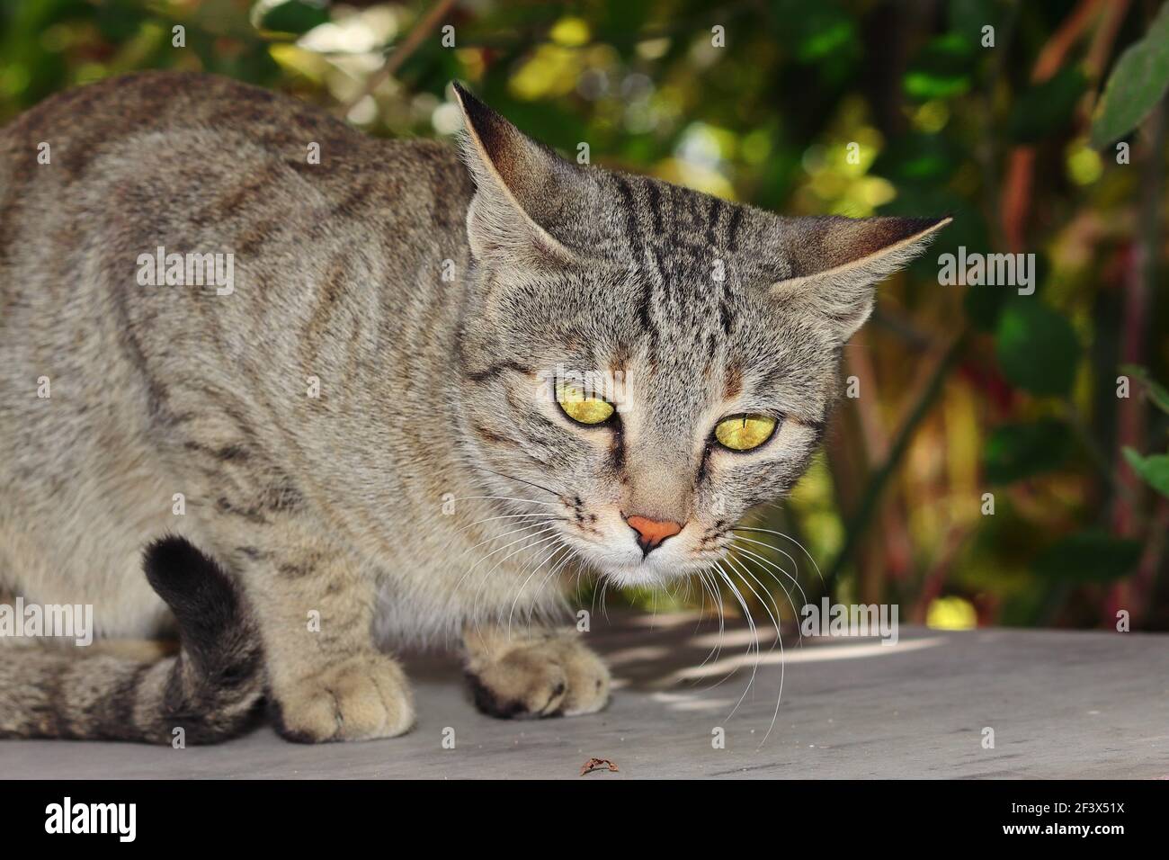 Primo piano Foto ritratto di UN gatto giovane animale domestico che guarda la macchina fotografica, india Foto Stock