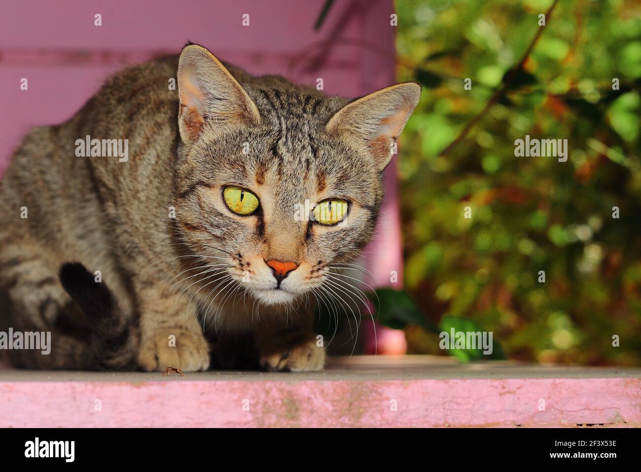 Primo piano Foto ritratto di UN giovane gatto domestico che guarda la macchina fotografica, india Foto Stock