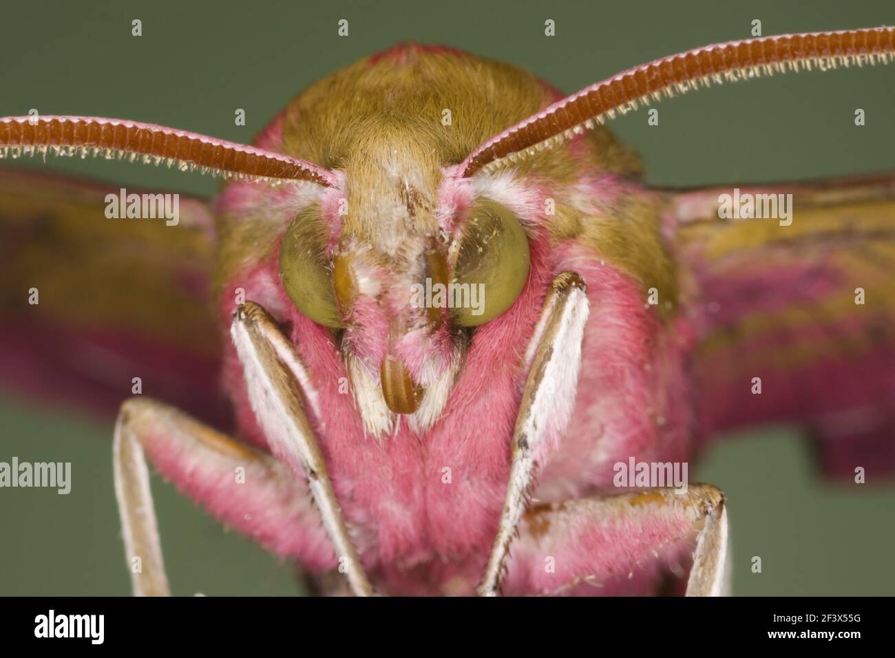 Elephant Hawk Moth Deilephila elpenor Essex, Regno Unito AL000937 Foto Stock
