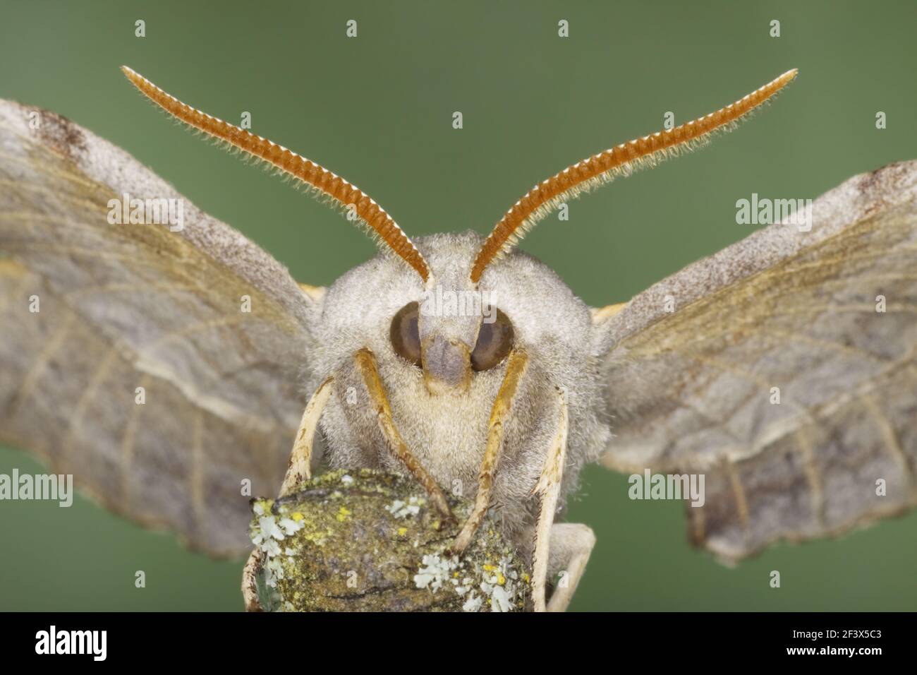 Il PIOPPO Hawk Moth Laothoe populi Essex, Regno Unito AL000941 Foto Stock