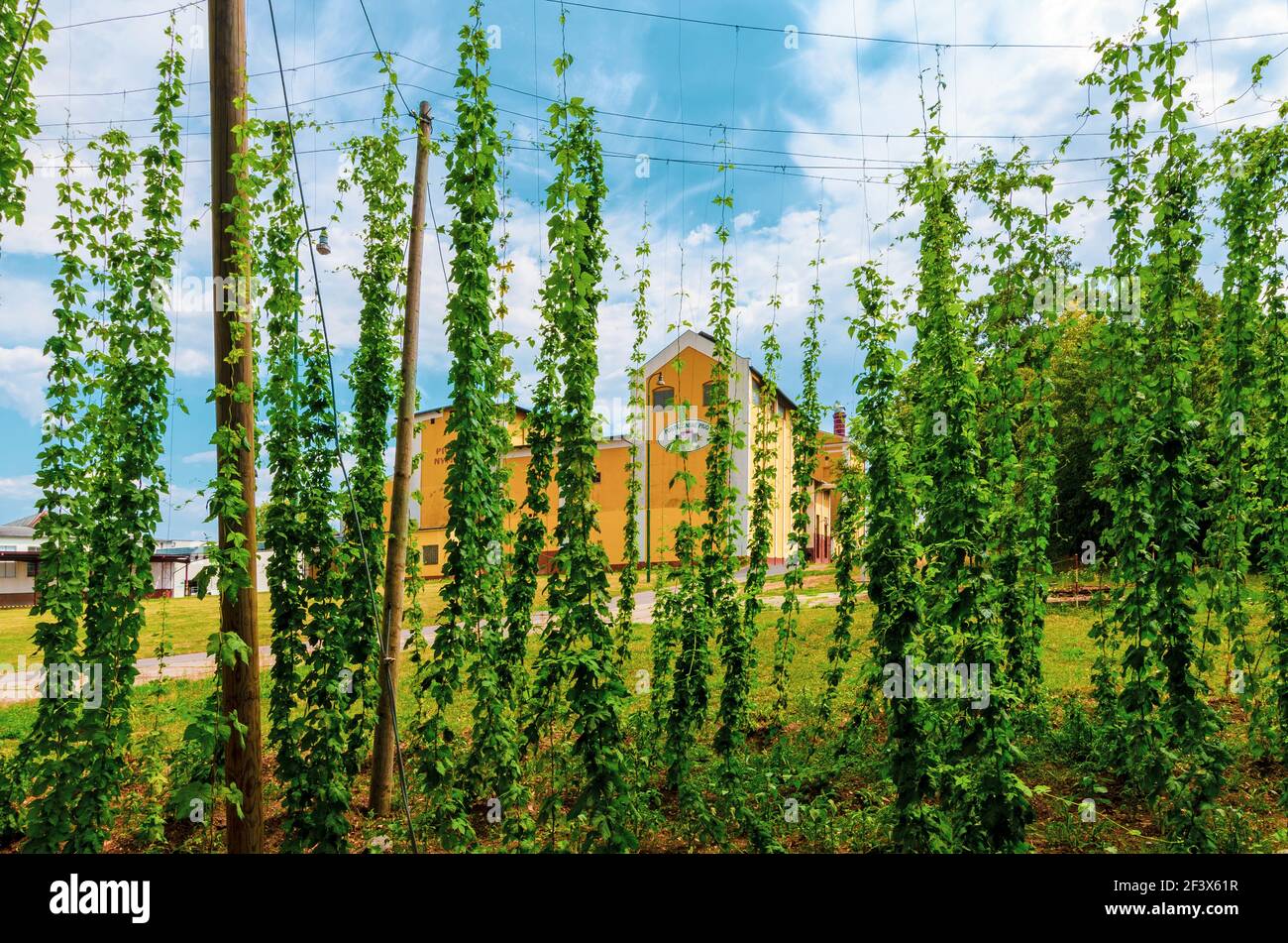 La Birreria Nymburk fu fondata nel 1895, il famoso scrittore ceco Bohumil Hrabal visse qui nel 1919-1947. Foto Stock