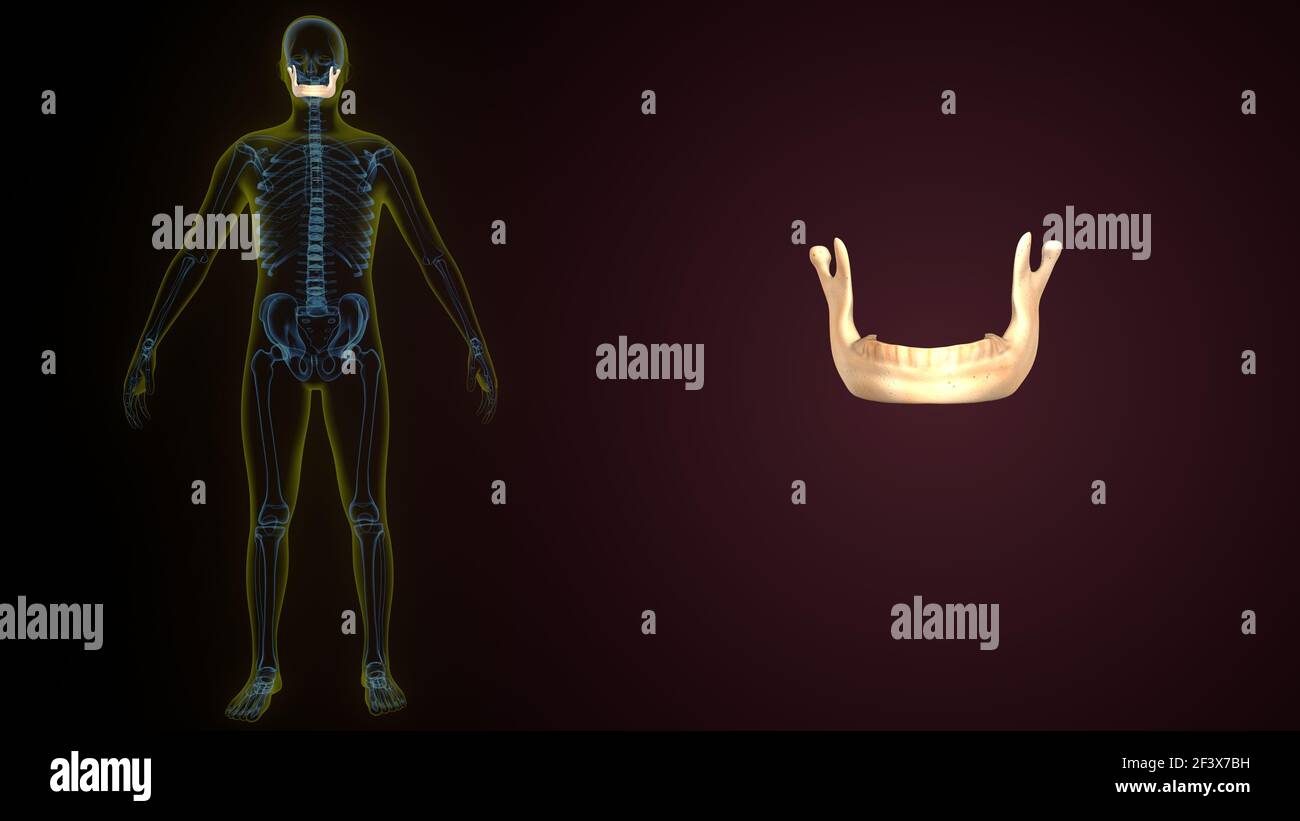 illustrazione 3d dell'anatomia ossea mandibola scheletro umano. Foto Stock