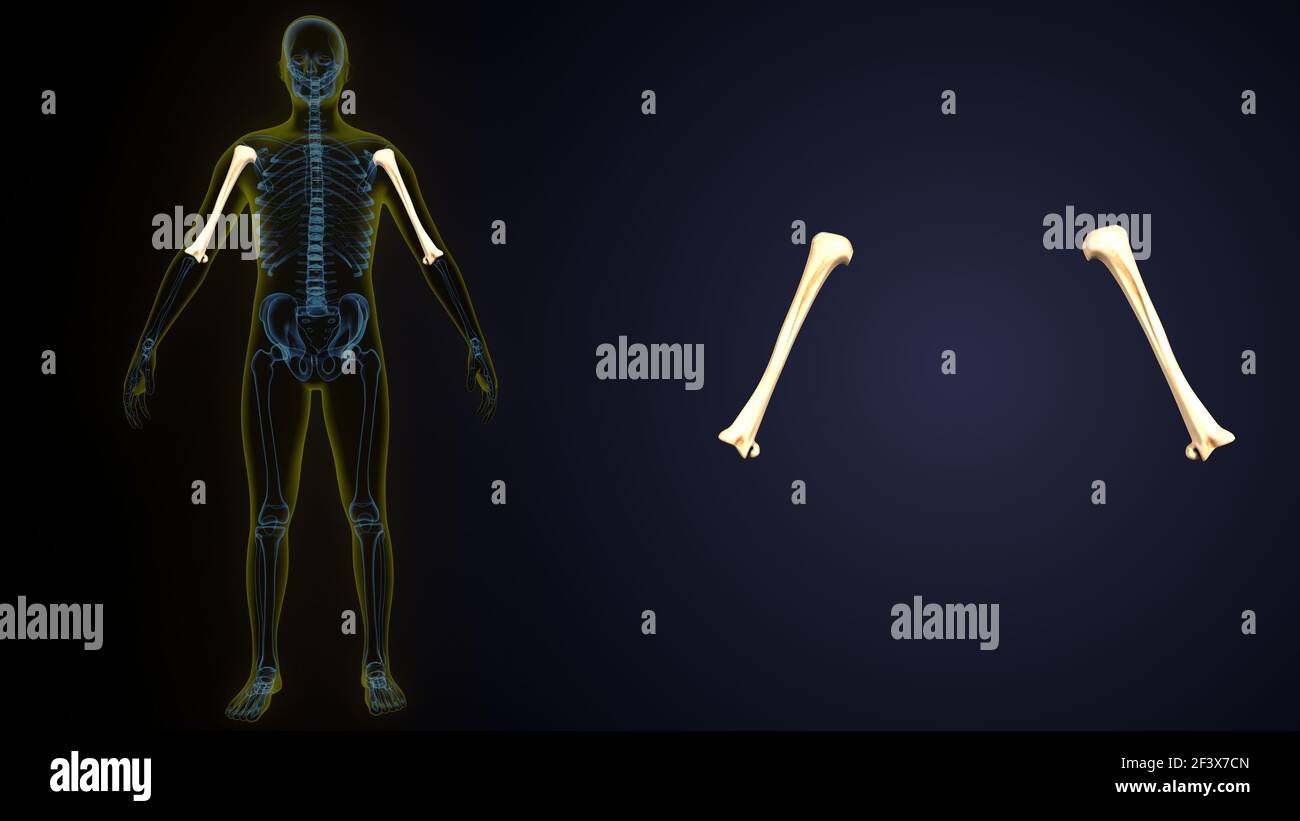 illustrazione 3d scheletro umano anatomia osso omero. Foto Stock