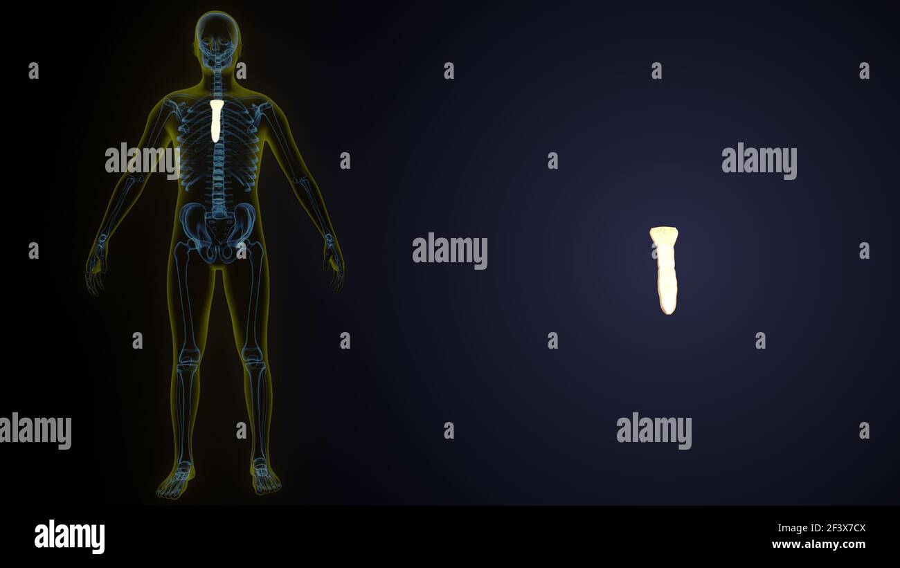 Illustrazione 3d dell'anatomia ossea dello scheletro umano . Foto Stock