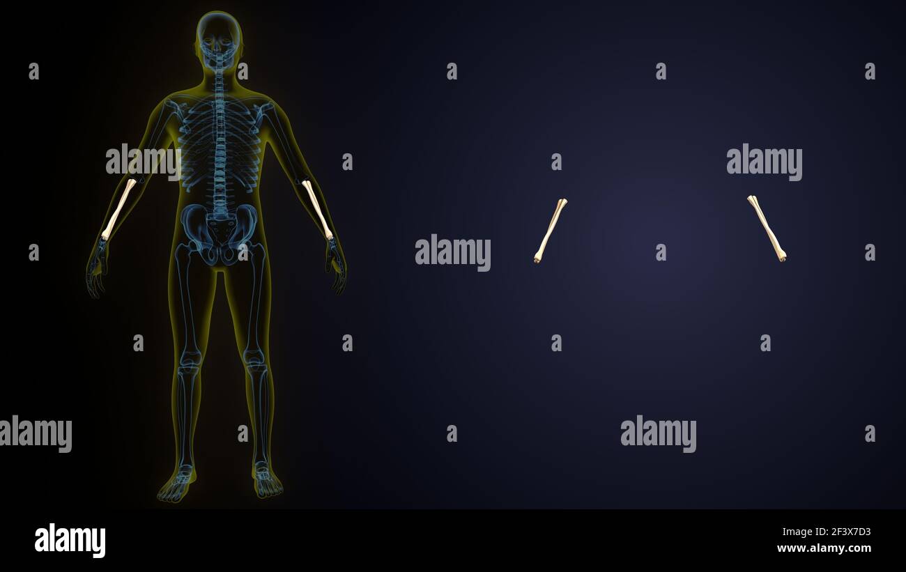 illustrazione 3d del raggio anatomico dello scheletro umano. Foto Stock