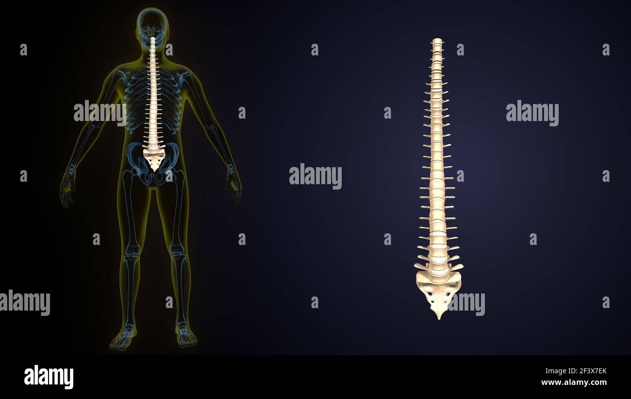 illustrazione 3d dell'anatomia ossea spinale dello scheletro umano. Foto Stock