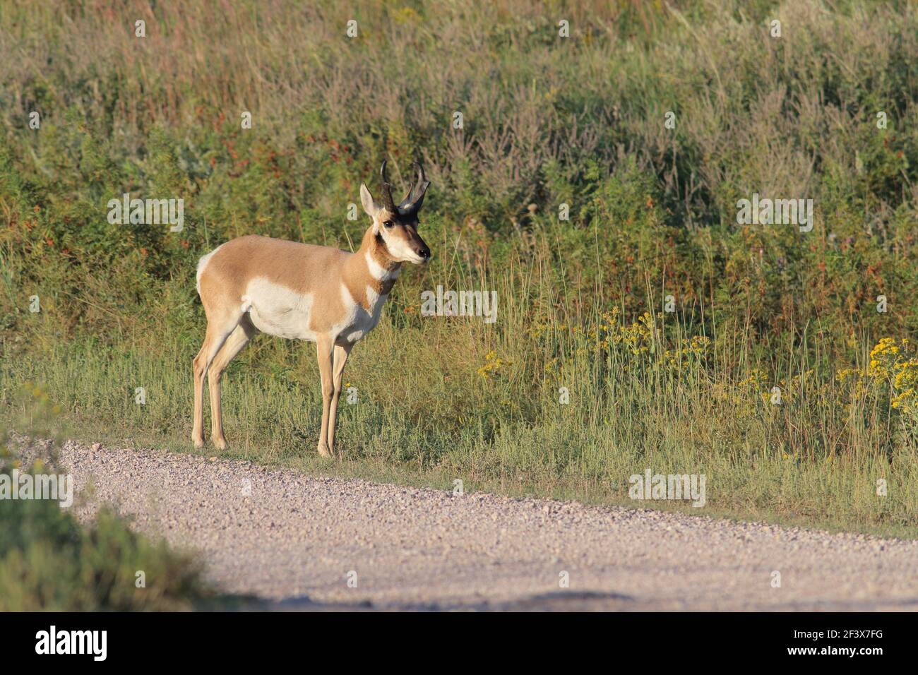 Pringhorn Spetember 1st, 2018 Custer state Park, South Dakota Foto Stock