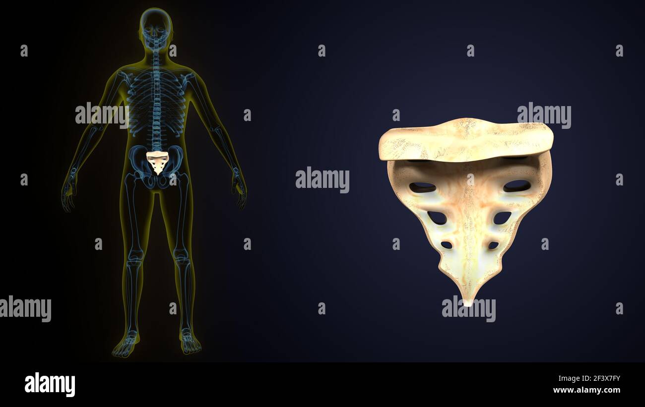 scheletro umano colonna vertebrale coccix. illustrazione 3d Foto Stock