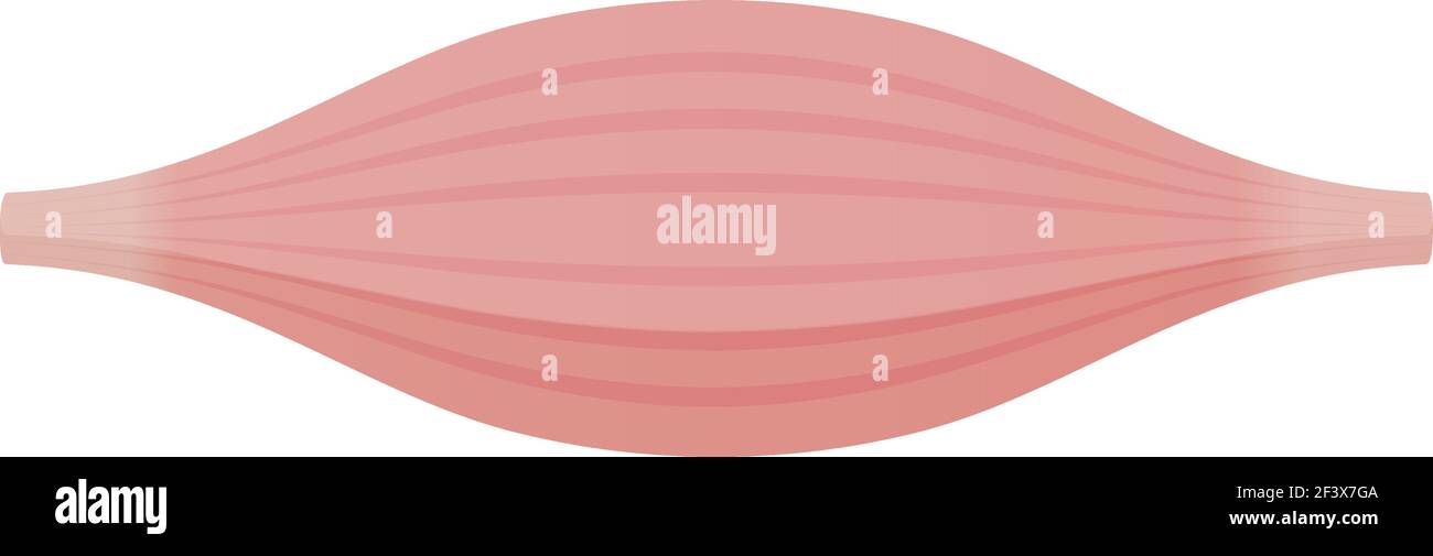 Illustrazione del vettore del muscolo sano ( muscolo bianco ) Illustrazione Vettoriale