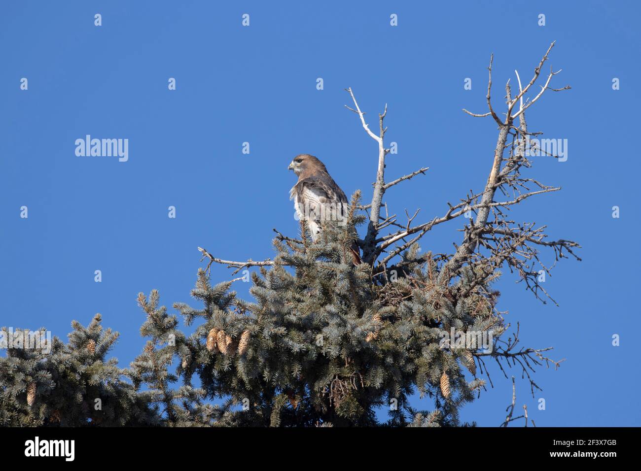 Red-Tailed Hawk Sioux Falls, South Dakota 4 gennaio 2020 Foto Stock