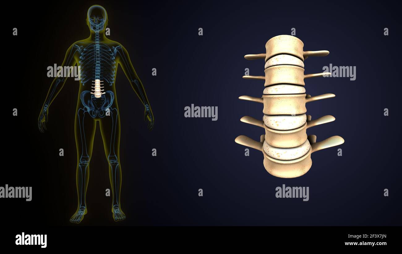 illustrazione 3d dell'anatomia ossea delle vertebre lombari dello scheletro umano. Foto Stock