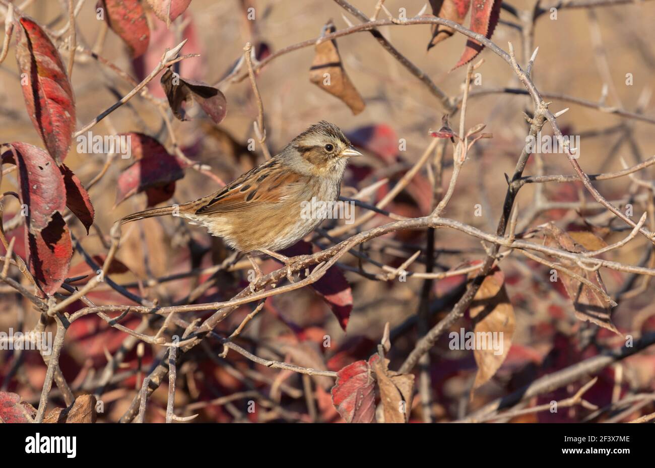 Swamp Sparrow 10 ottobre 2020 vicino a Corson, South Dakota Foto Stock