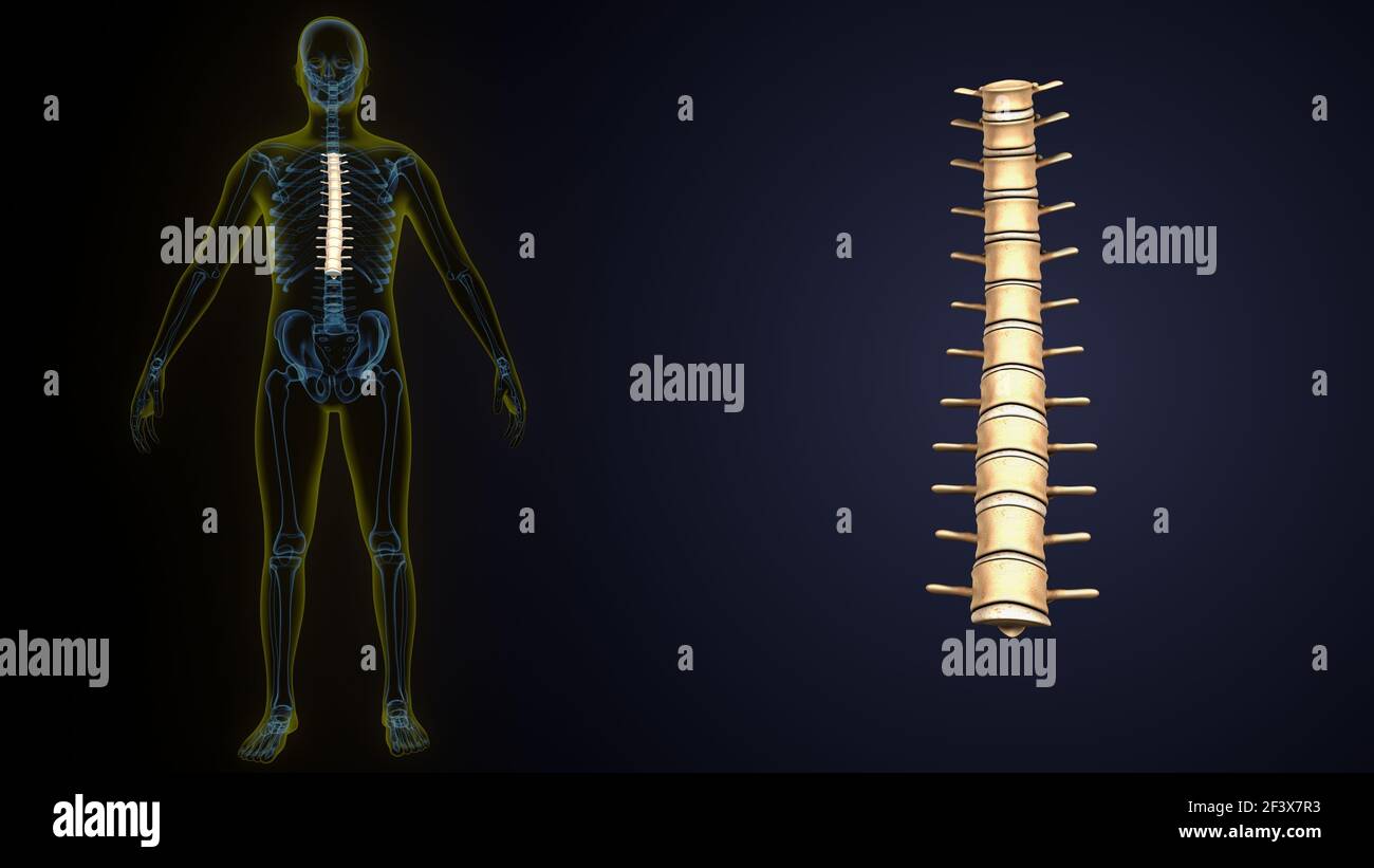 illustrazione 3d dell'anatomia ossea delle vertebre toraciche dello scheletro umano. Foto Stock