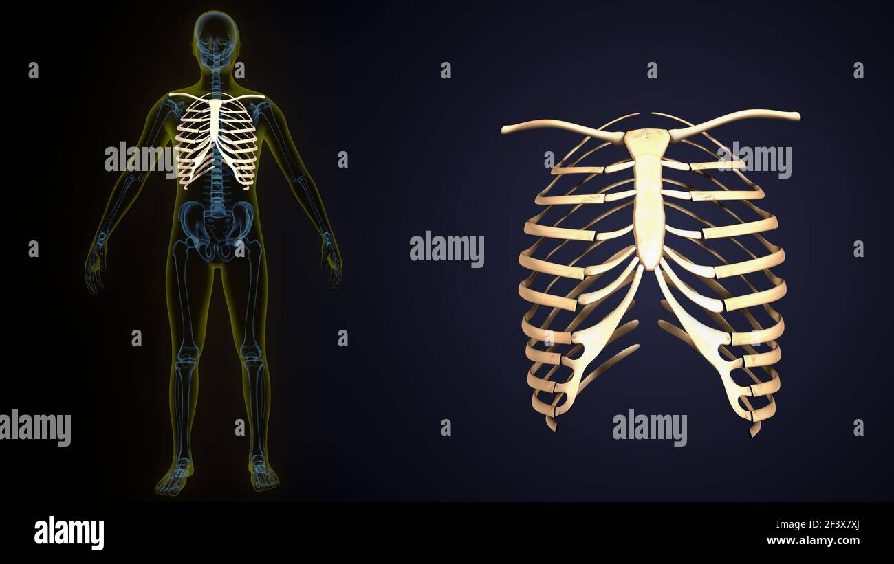 illustrazione 3d dell'anatomia della gabbia delle costole dello scheletro del corpo umano. Foto Stock