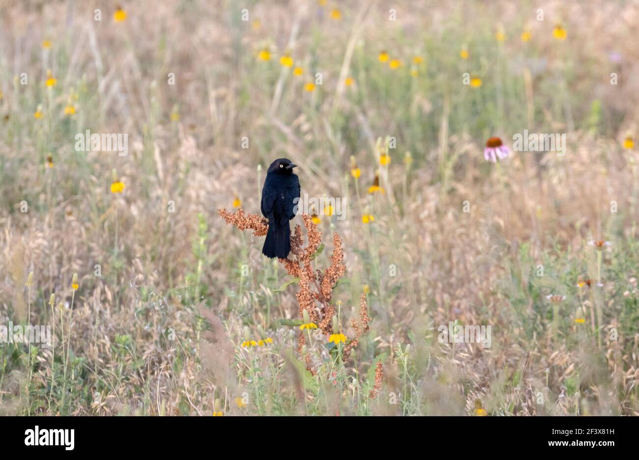 Brewer's Blackbird 28 giugno 2020 Custer state Park, South Dakota Foto Stock