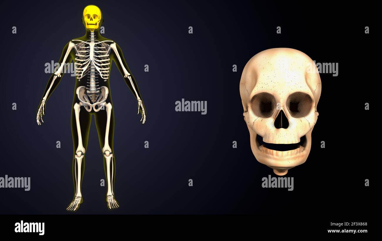 illustrazione 3d dell'anatomia delle parti interne dello scheletro del corpo umano di colore giallo. Foto Stock