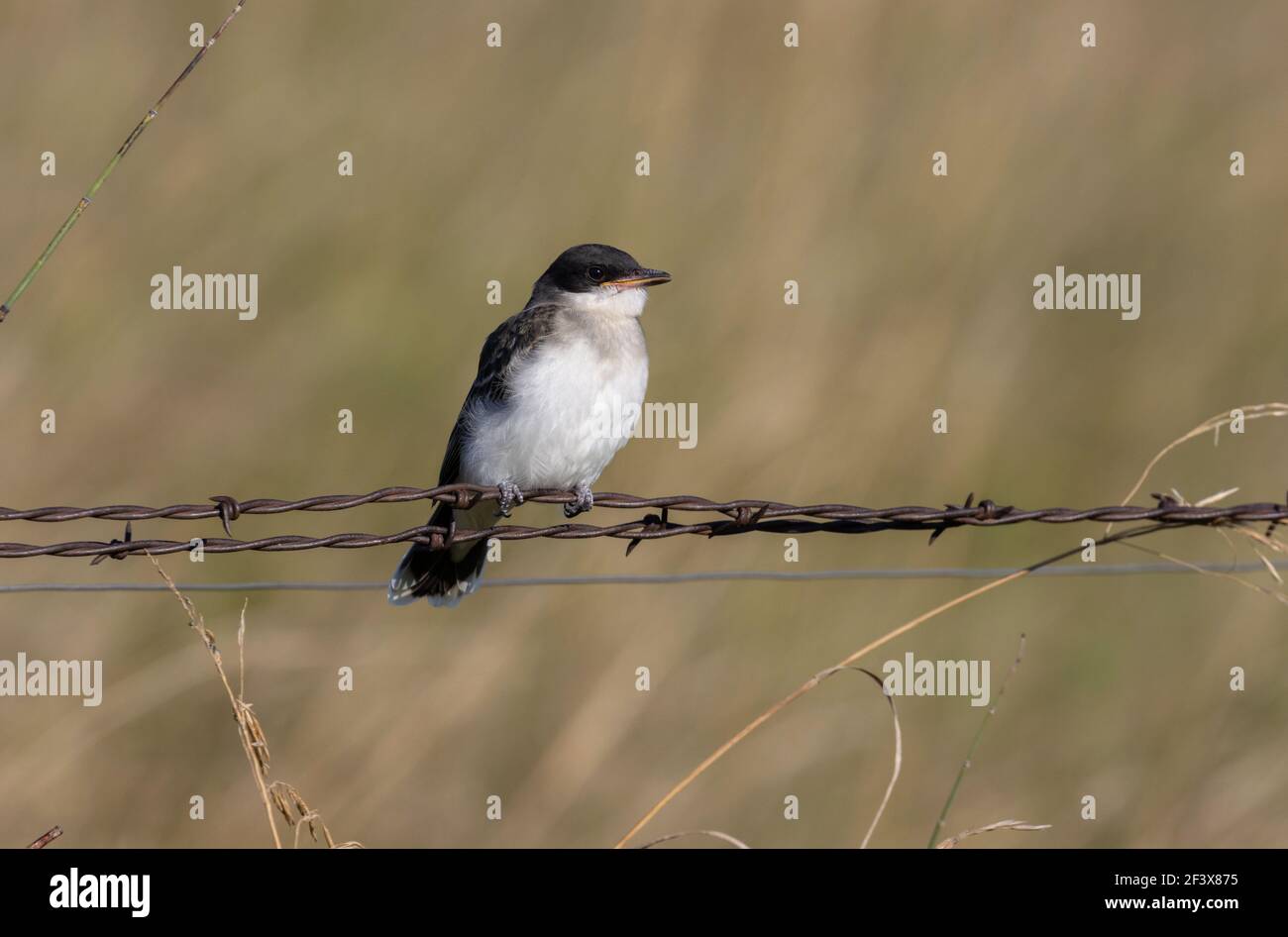 East Kingbird 9 agosto 2020 Minnehaha County, South Dakota Foto Stock