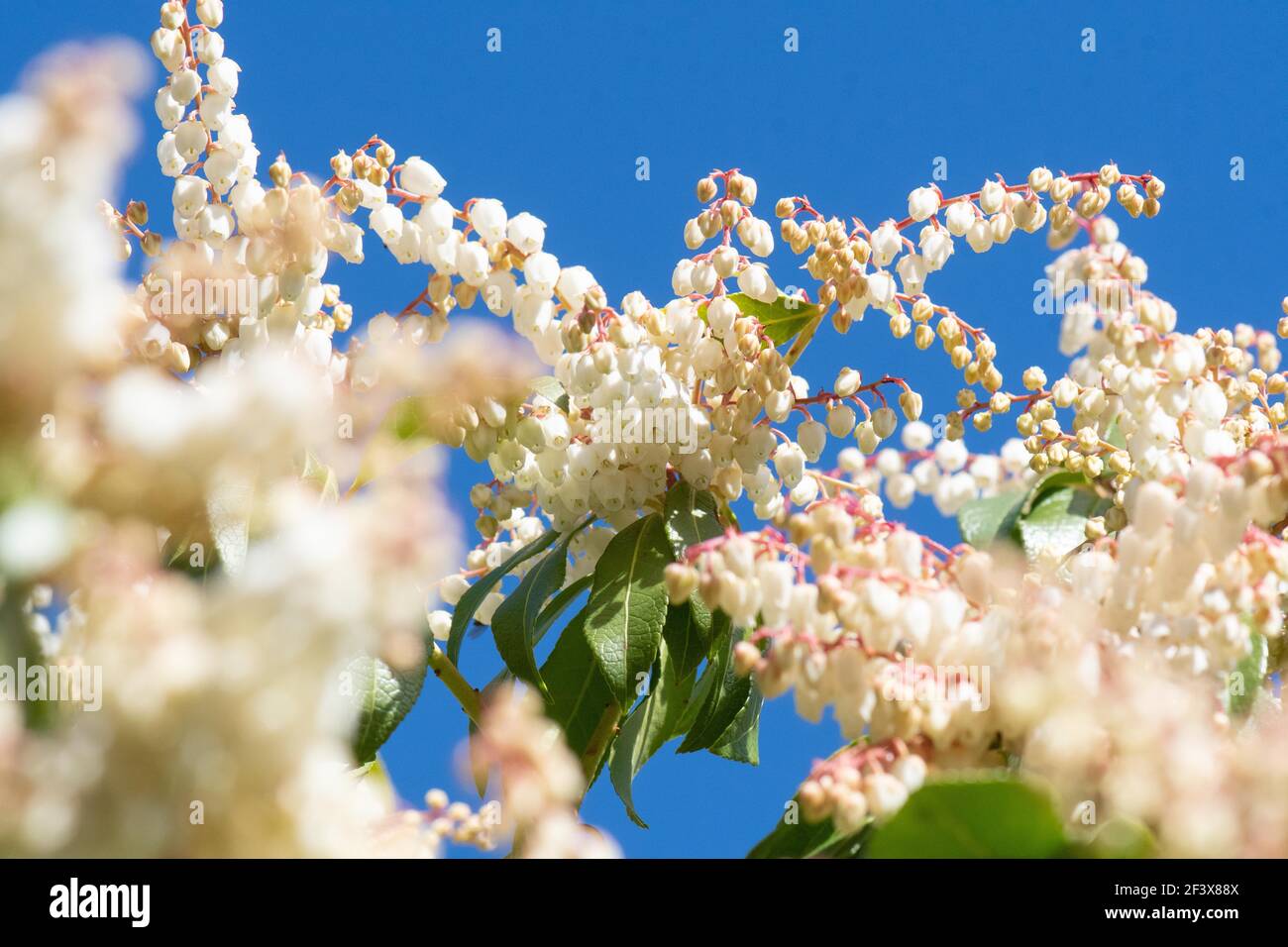 Pieris Japonica - fiamma della foresta - in fiore - primavera di marzo - Scozia, Regno Unito Foto Stock