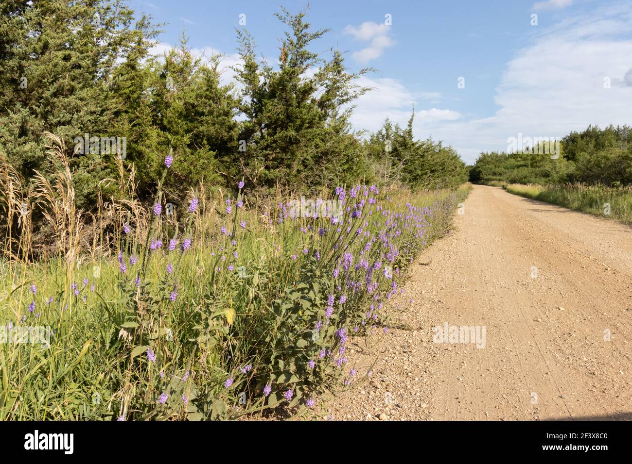 Hoary Vervain - Roadside - Lago Vermillion 26 luglio 2020 Foto Stock