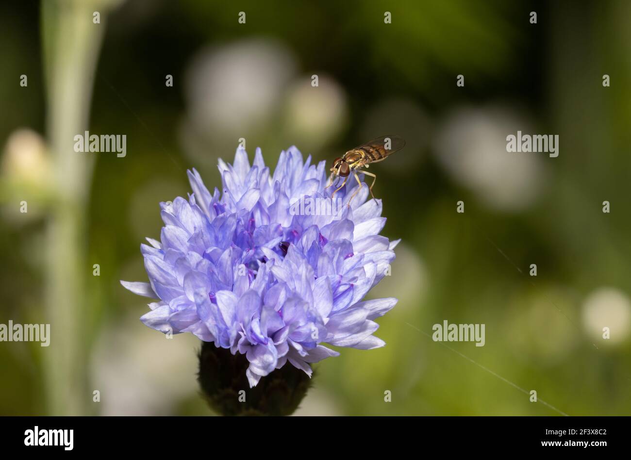 Hoverfly on Cornflower 20 giugno 2020 Brandon, South Dakota Foto Stock