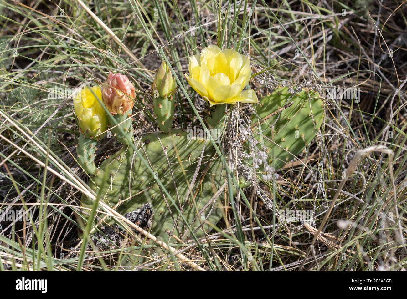 Prickly Pear in fiore 28 giugno 2020 Custer state Park, South Dakota Foto Stock