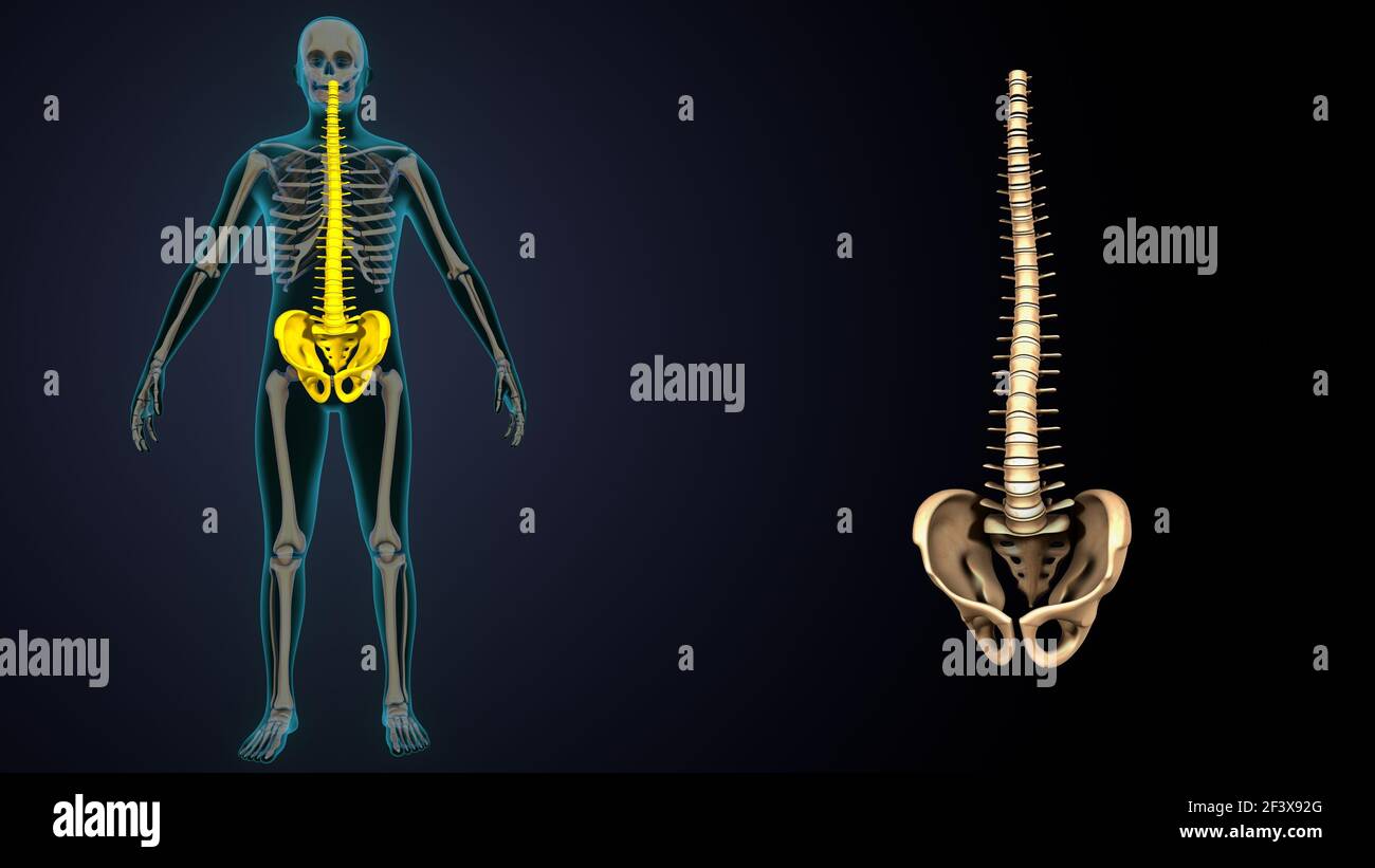 illustrazione 3d dell'anatomia delle parti interne dello scheletro del corpo umano di colore giallo. Foto Stock