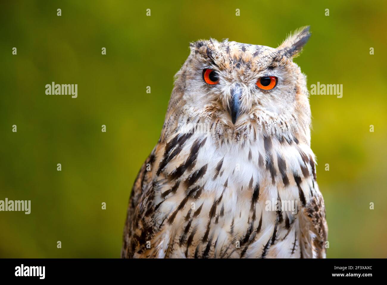 Bellissimo scatto di un uccello di preda - grande aquila OWL.(Bubo bubo sibiricus) Foto Stock