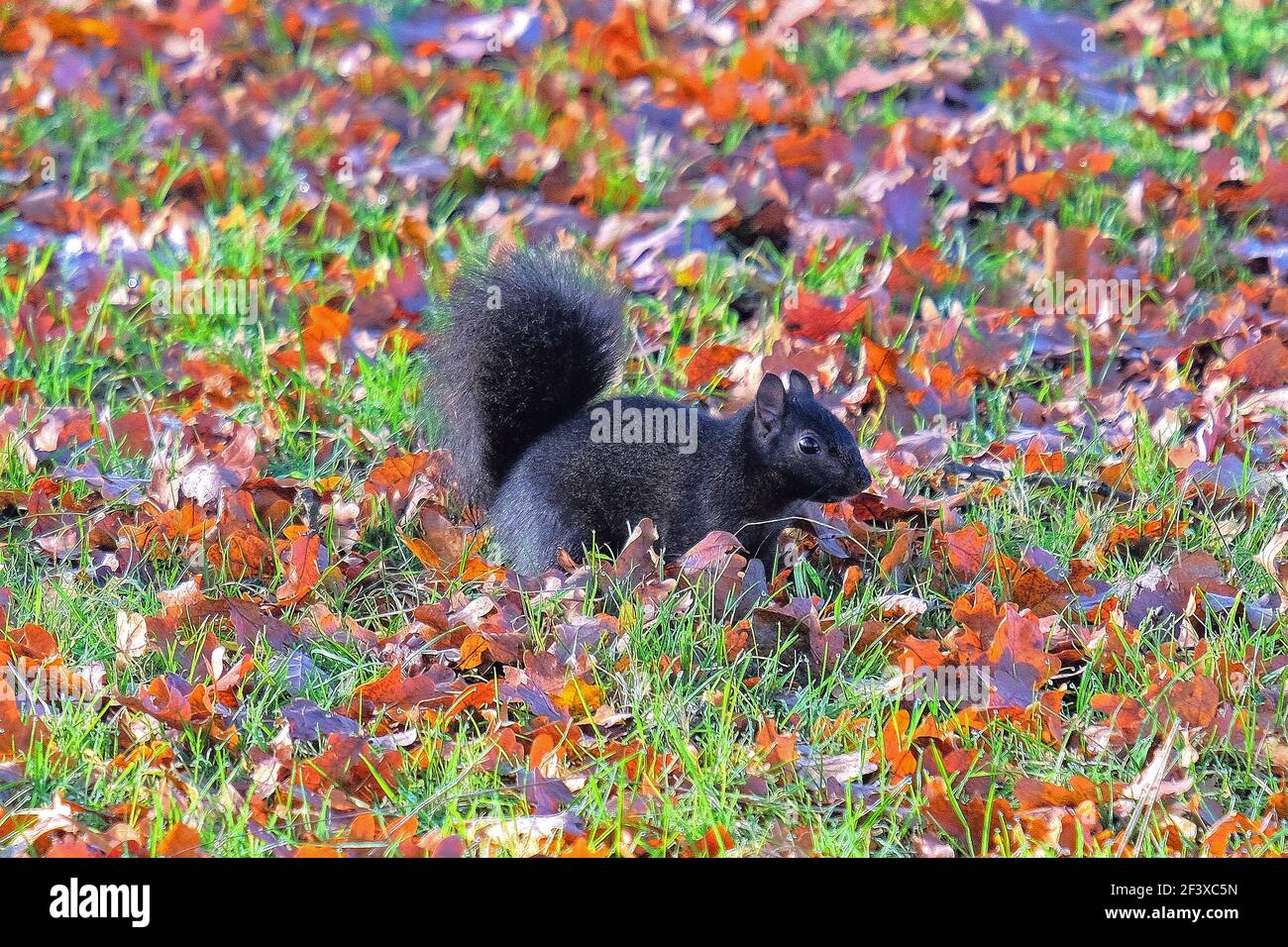 Scoiattolo nero che spaventa tra le foglie d'autunno nella campagna inglese. Woburn, Inghilterra. Foto Stock