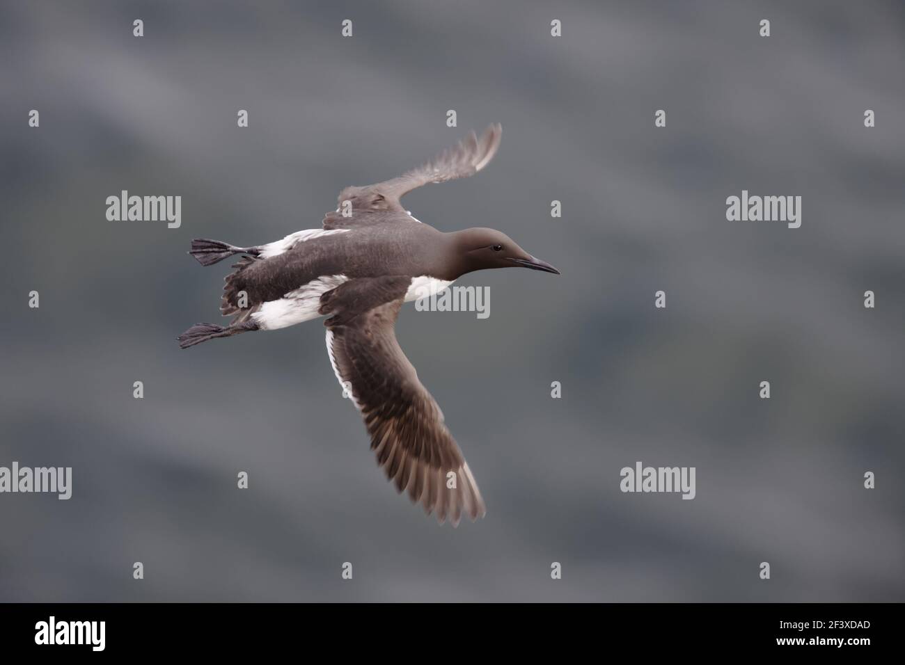 Guillemot - venendo a terra su scogliere di allevamento Uria aalge Fowlsheugh RSPB Reserve Grampian, Regno Unito BI010029 Foto Stock