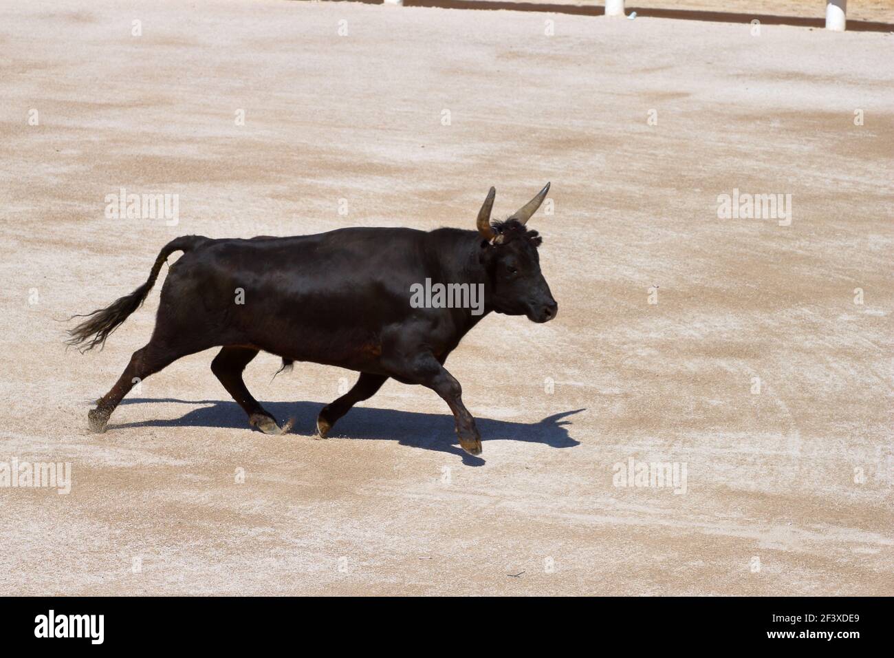 Corrida stile Camargue Foto Stock