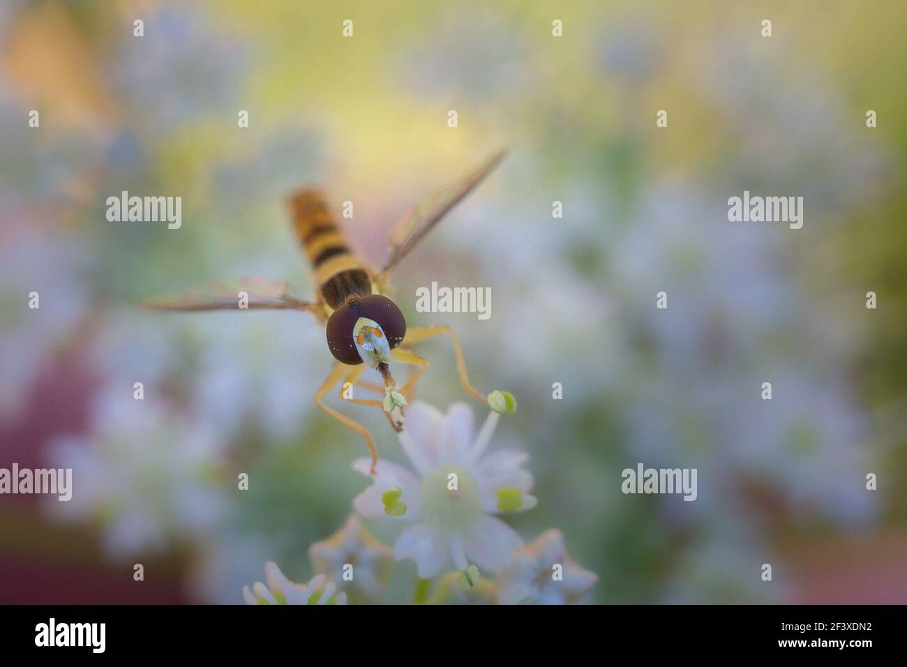 Hoverfly Scripta di Sphaerophoria Foto Stock