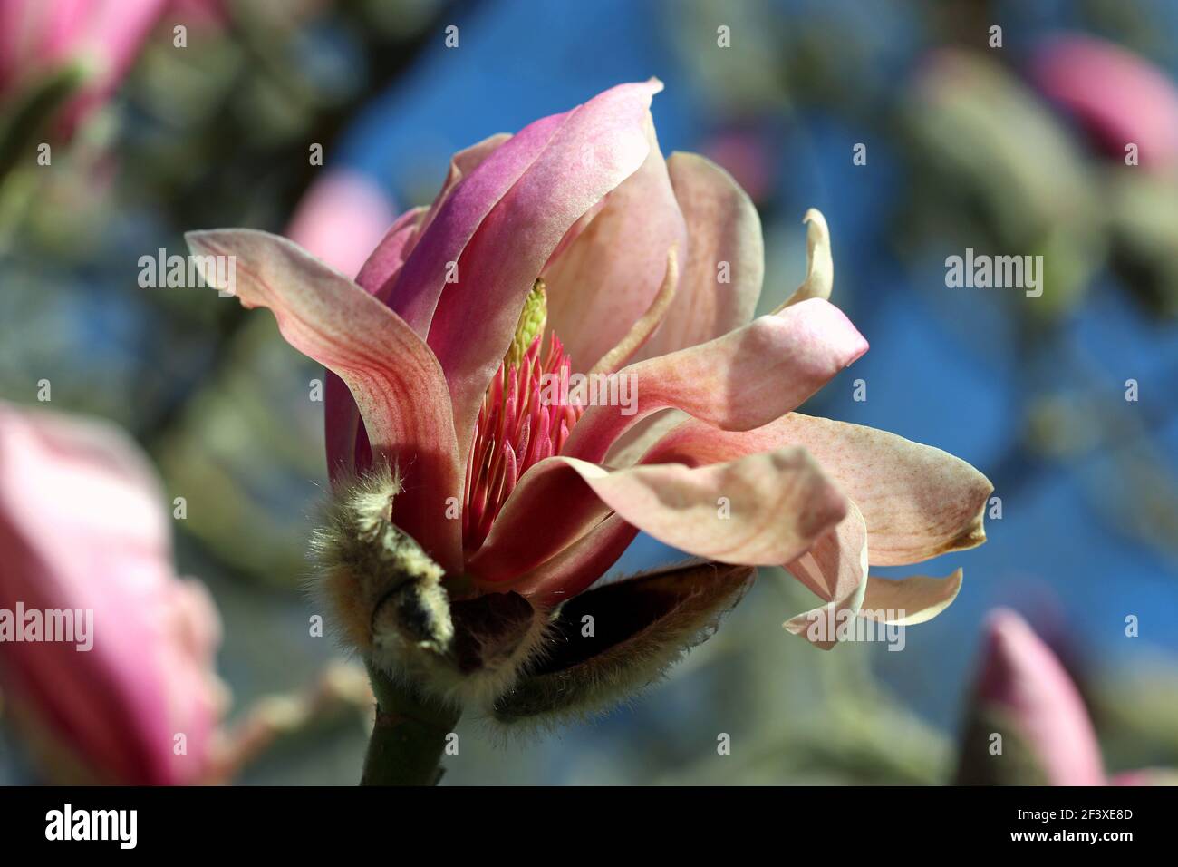 Primo piano di una singola magnolia rosa che fiorisce contro un cielo blu all'inizio di marzo e che presenta le carpelle e lo stamen. Foto Stock