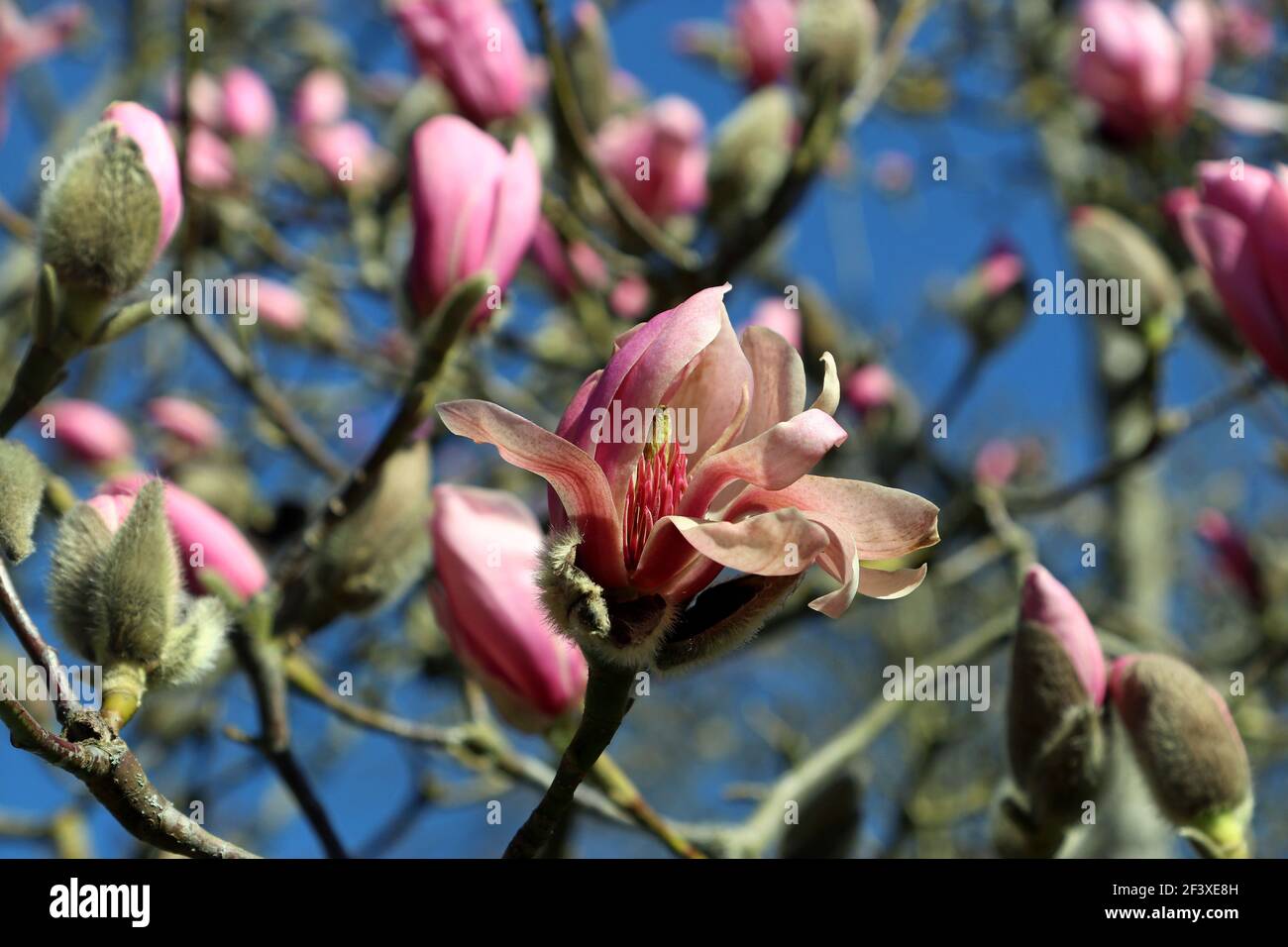 Una sola magnolia rosa fiorisce circondata da fiori in erba fotografati Contro un cielo blu all'inizio di marzo Foto Stock