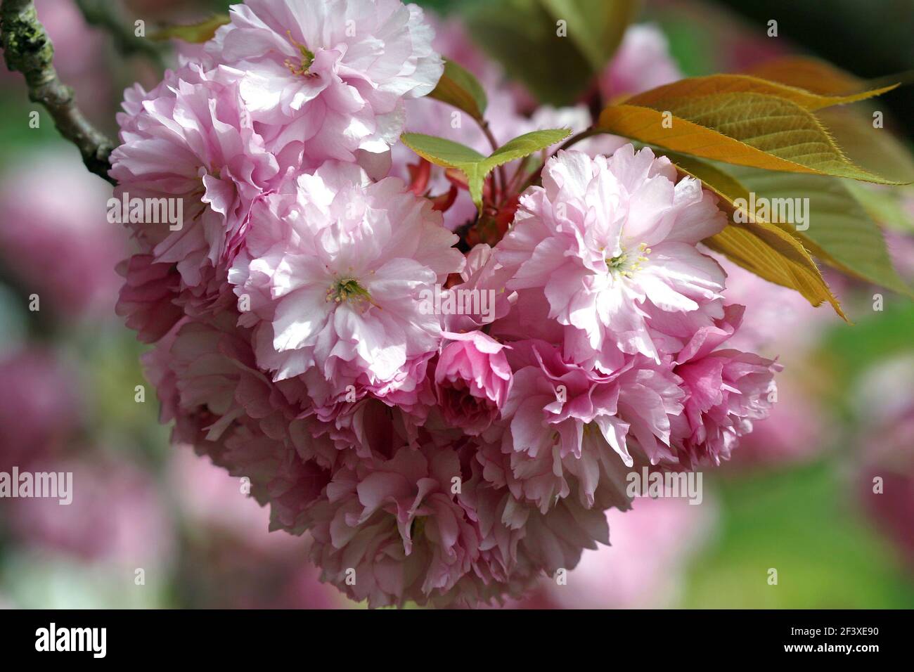 Un grappolo di ciliegie rosa Kanzan sormontate da bronzy fogliame Foto Stock