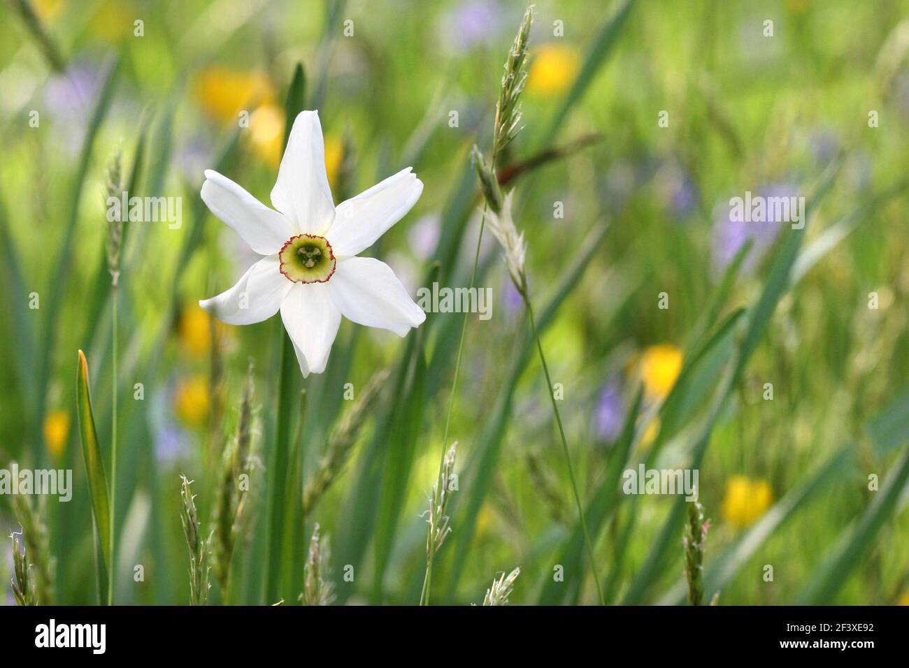 Un unico daffodil con petali bianchi si trova in un prato inglese circondato Da buttercups e bluebells in un giorno luminoso di primavera Foto Stock