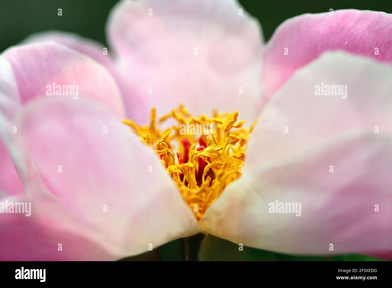 Macro shot di peonia rosa pallido; i petali profondamente lobati abbracciano lo stampino giallo tentacled Foto Stock