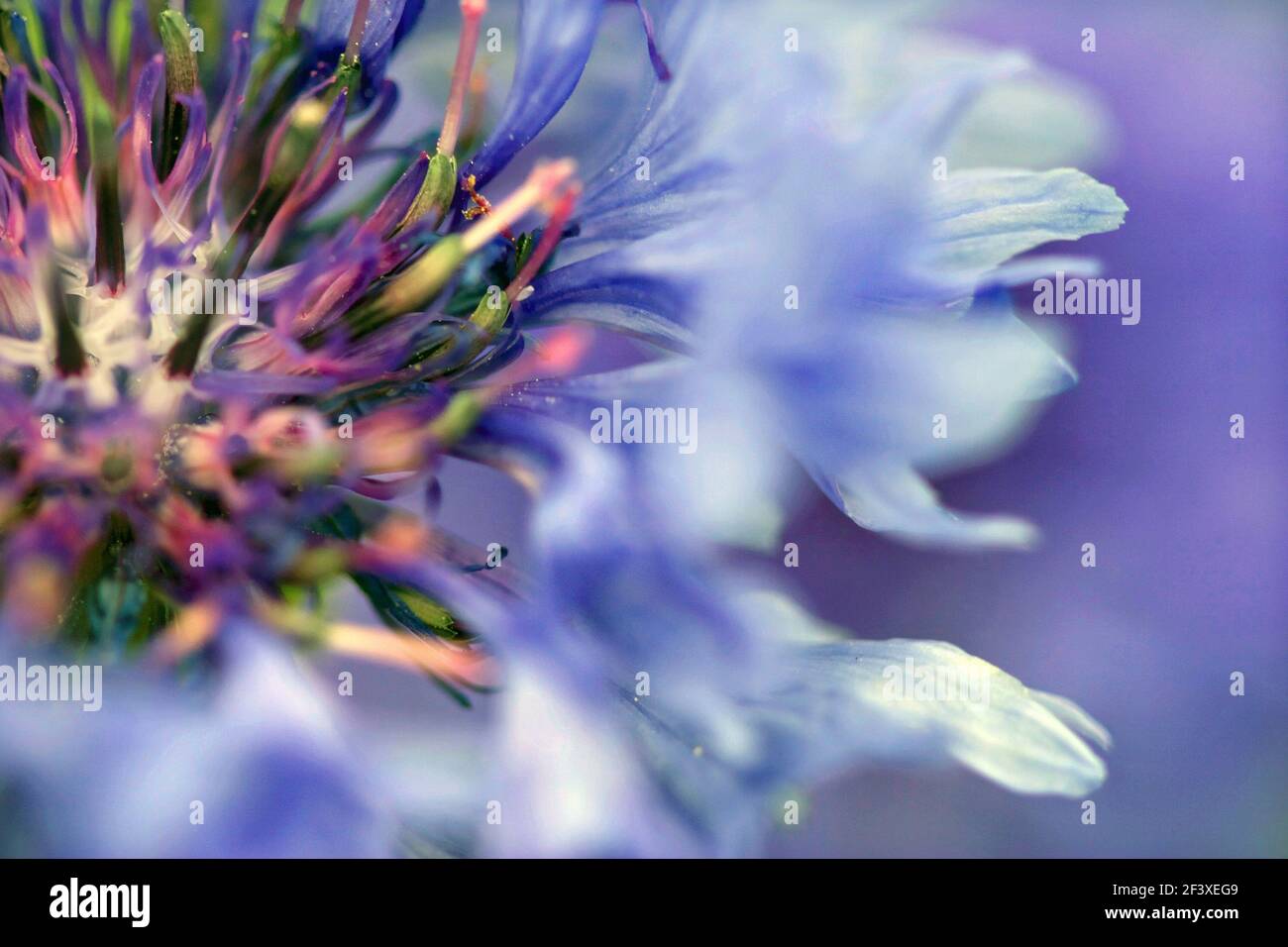 Macro immagine di un Cornflower: Centaurea cyanus Foto Stock