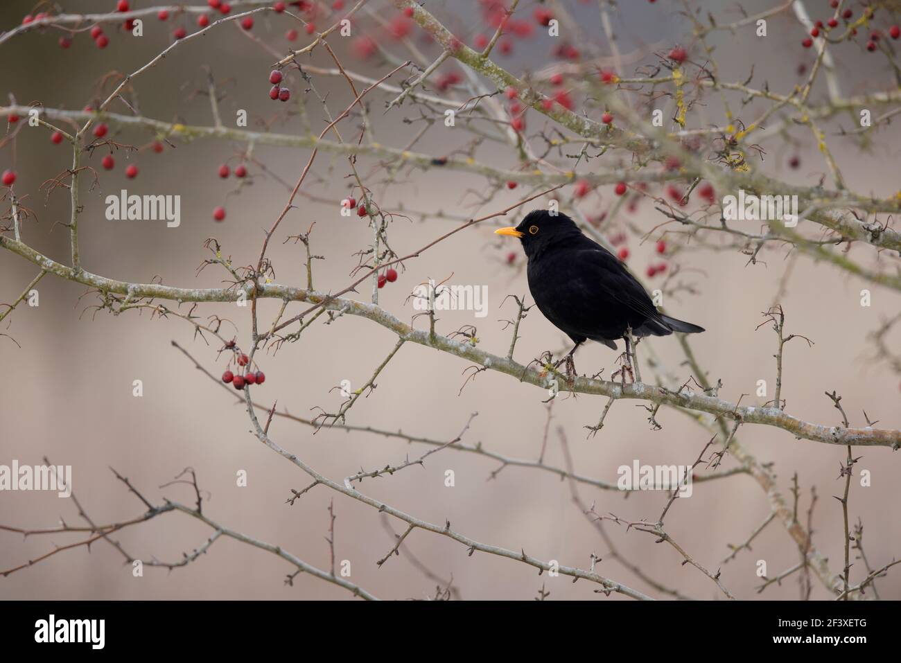 Blackbird Turdus merula seduta e nutrendo le bacche rosse dentro inverno Foto Stock