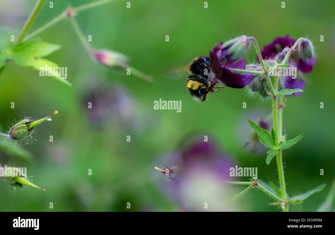 Pollinatore bumblebee con grande polline giallo arancio alla gamba che si alimenta su un fiore viola di Geranium Phaeum - becco di gru dusky, vedova lutto. Foto Stock